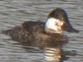 Ruddy Duck